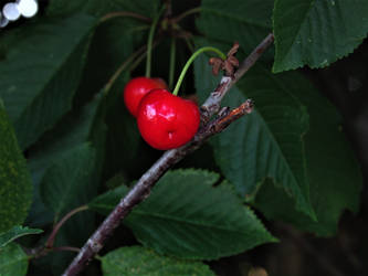 Heidelberg - Sunny Sunday I- Young Cherry.