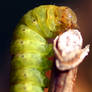 Caterpillar 2