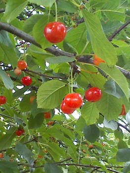 ...:Cherries:...
