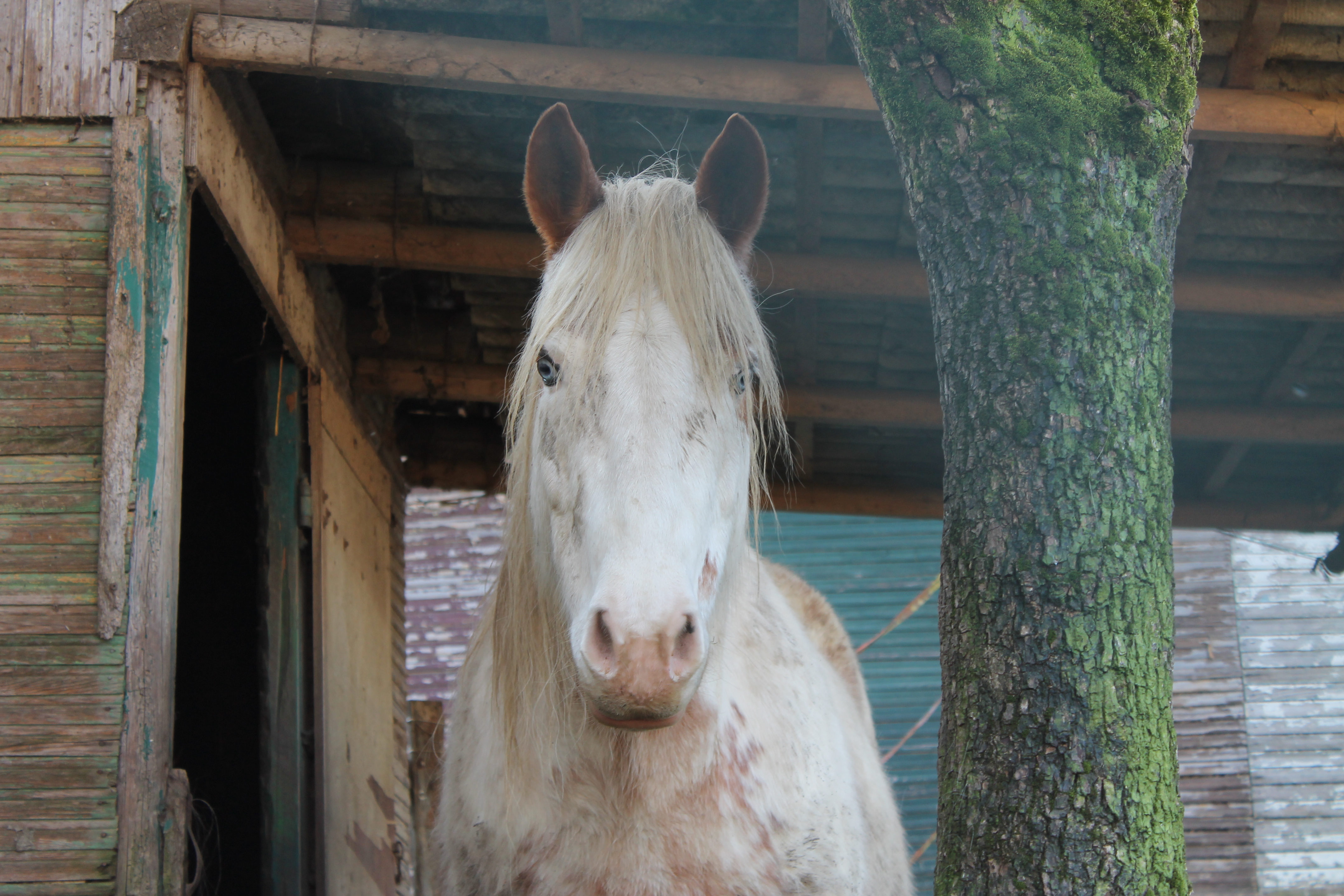 Stunning horse