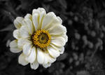 Flower - Colorkey by marc-bruno
