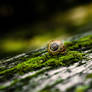 The Snail.