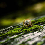 The Snail. by marc-bruno