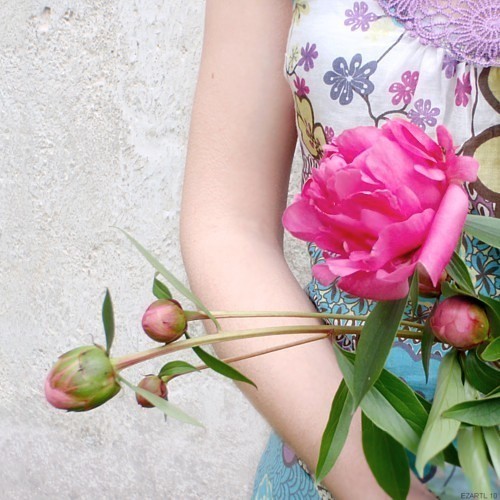 peony blossoms