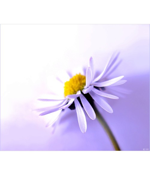 lilac daisy