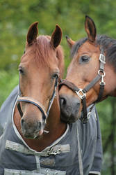 Horses cuddling STOCK 2