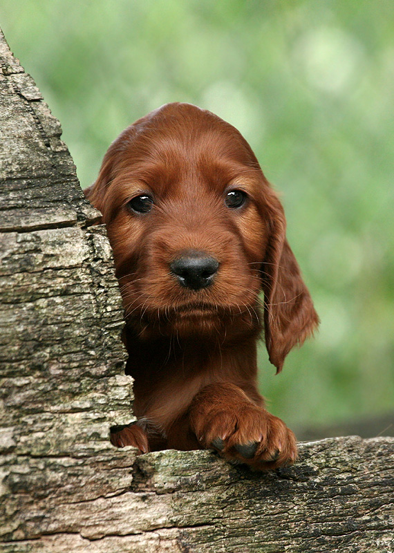 Irish puppy