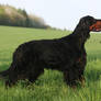 For Gordon Setter Lovers