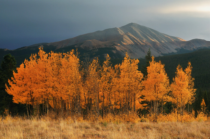 Gold and Silverheels