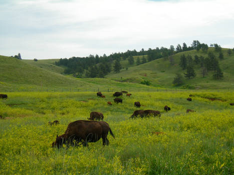 Custer's herd II