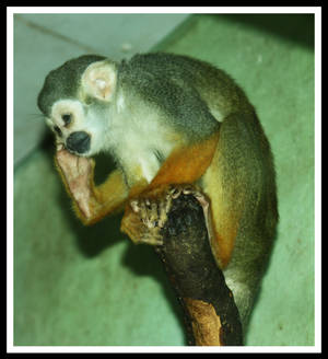 Squirrel Monkey 9