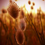 autumn fields by ellegabri