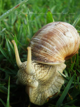 Snail.