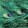 Peacock Feathers Detail