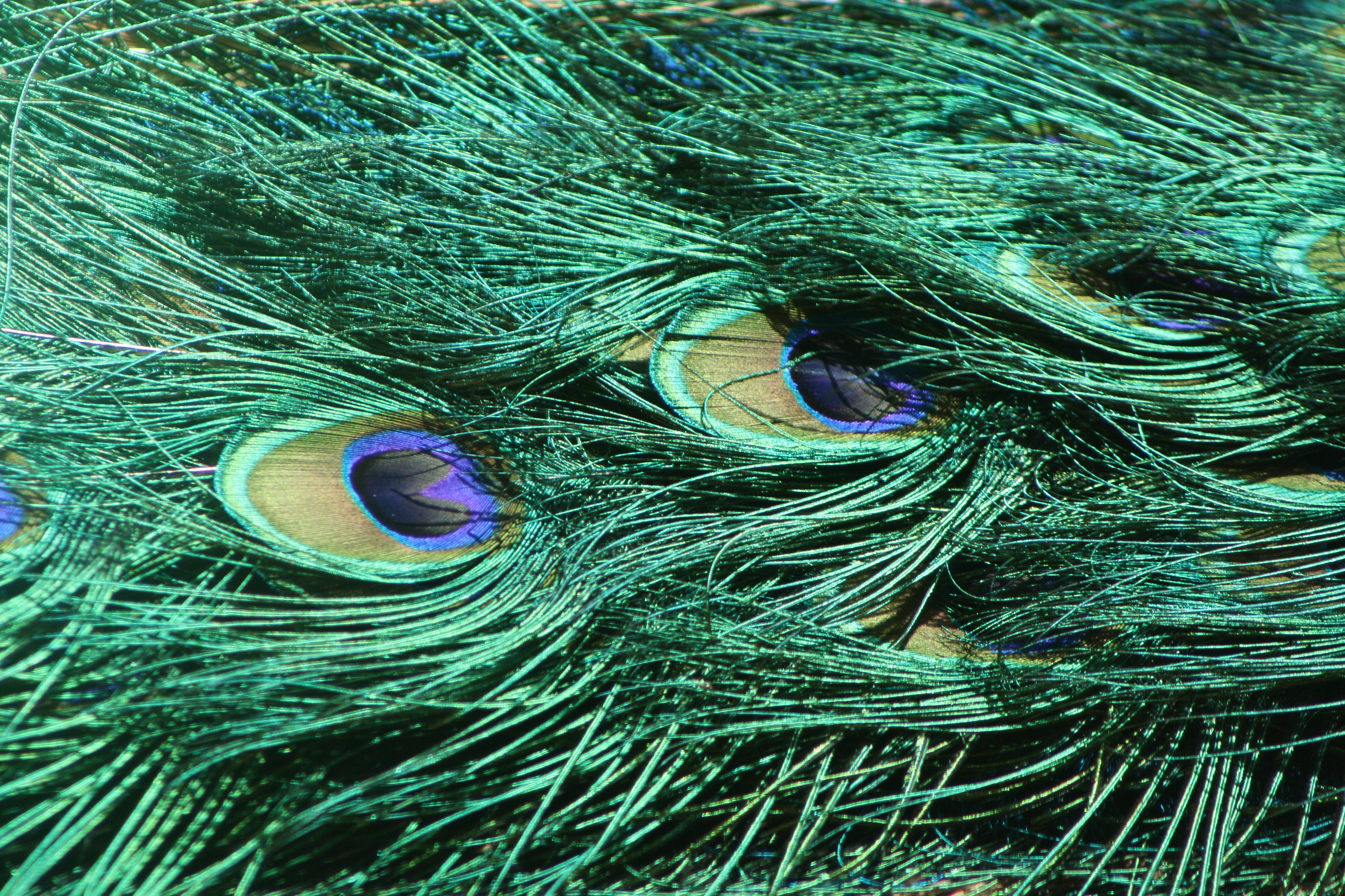 Peacock Feathers Detail