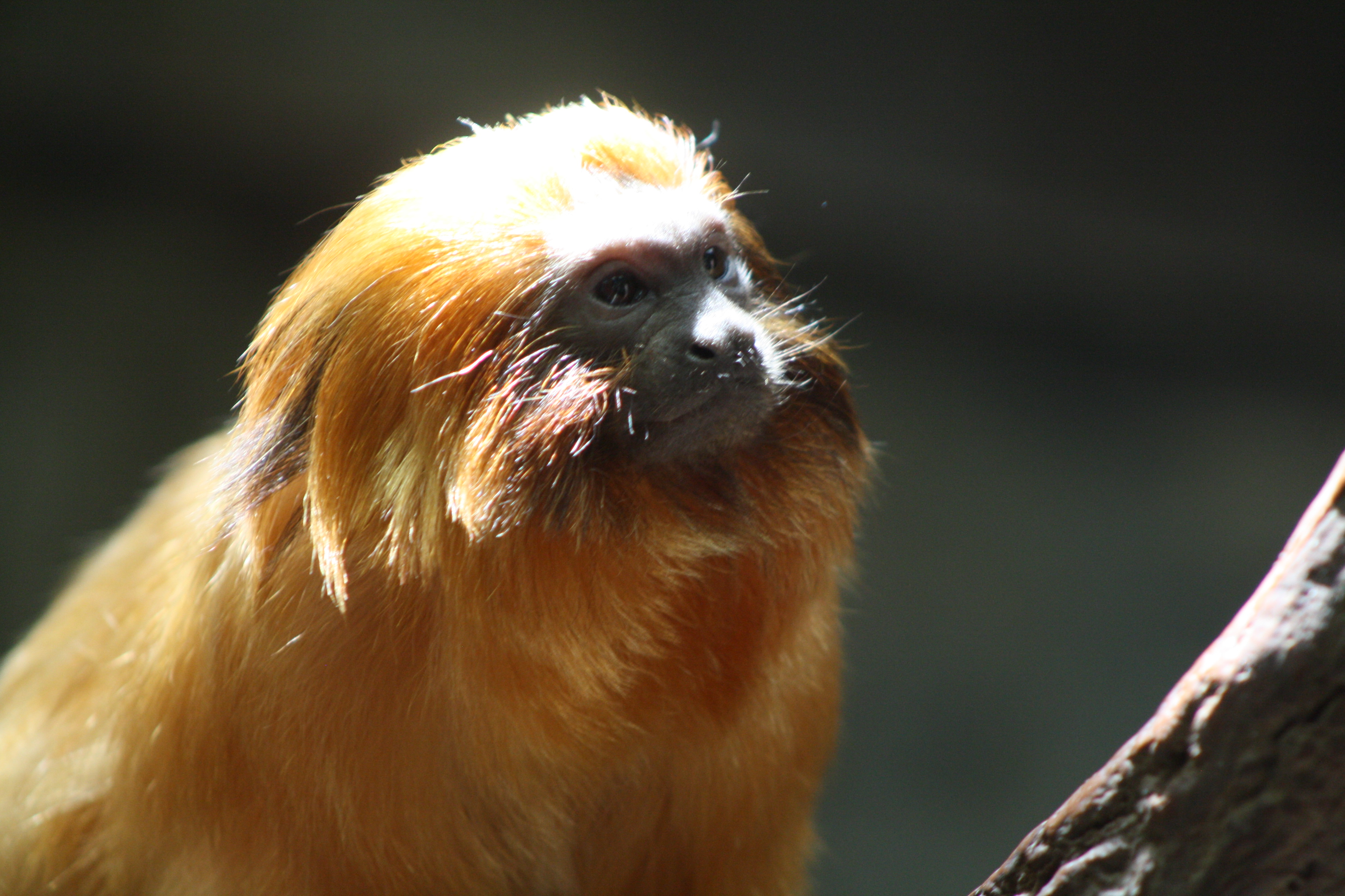 Golden Lion Tamarin portrait photo