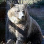 Brown Bear Sitting