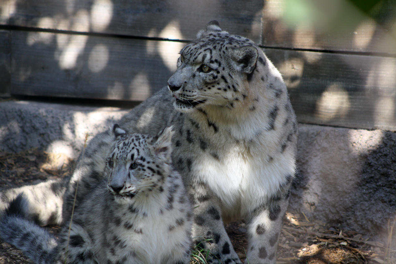 Snow leopard and cub