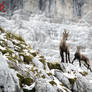 Encounter at 2000 meters