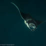 The flying Devil - Mobula birostris