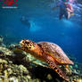 Snorkeling Adventure