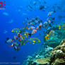 Underwater Wildlife Colors