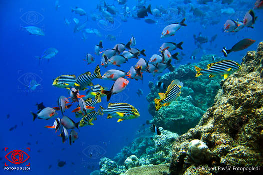 Underwater Wildlife Colors