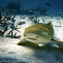 Stegostoma Tigrinum