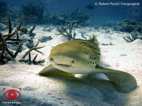 Zebra or Leopard Shark - Stegostoma fasciatum