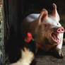 Peppa