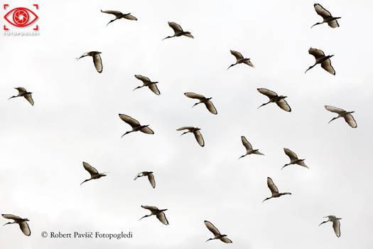 Sky Birdwatching