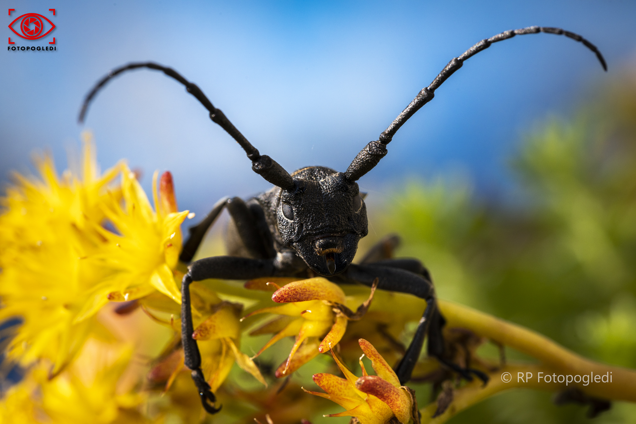 Morimus Funereus