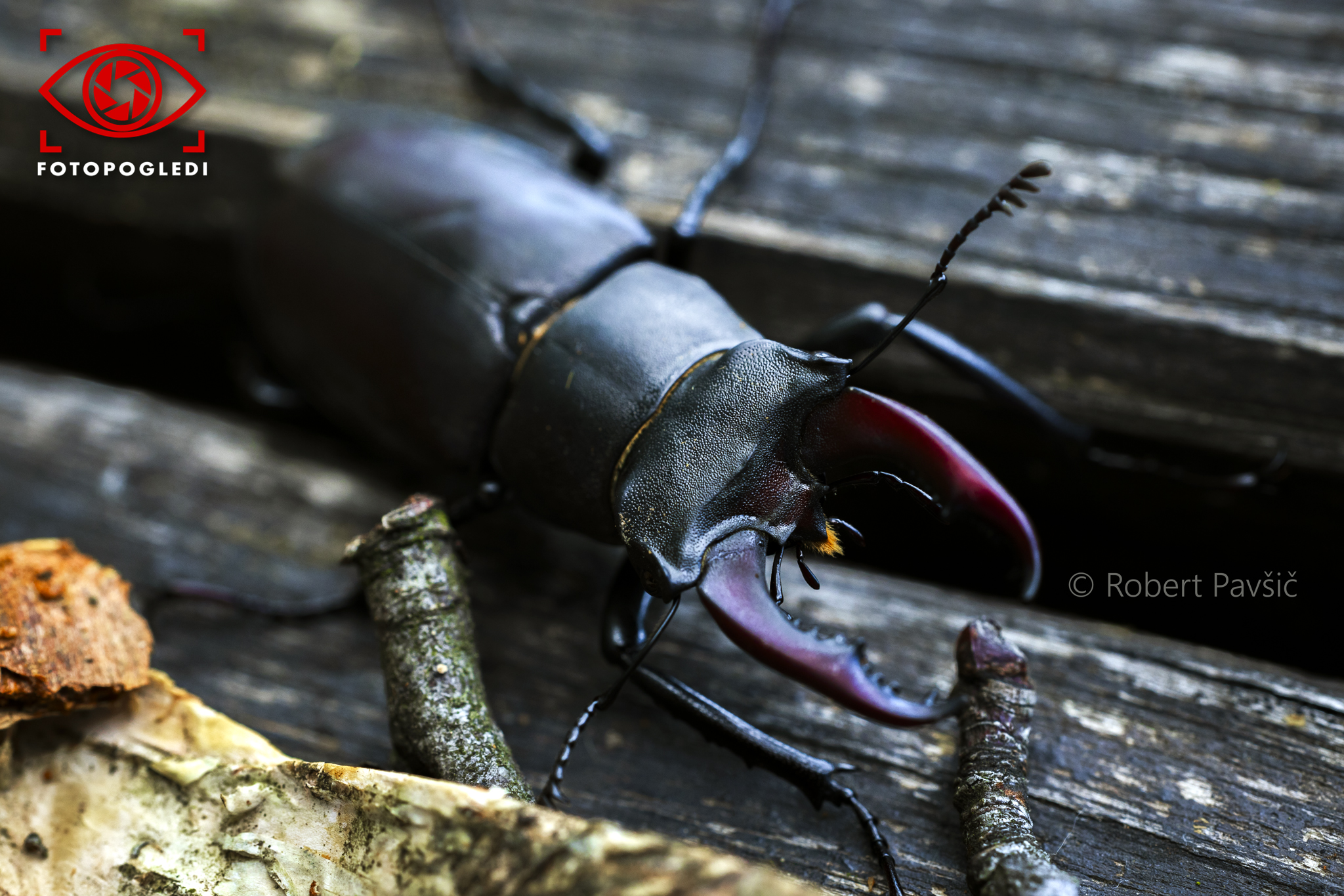 Lucanus Cervus