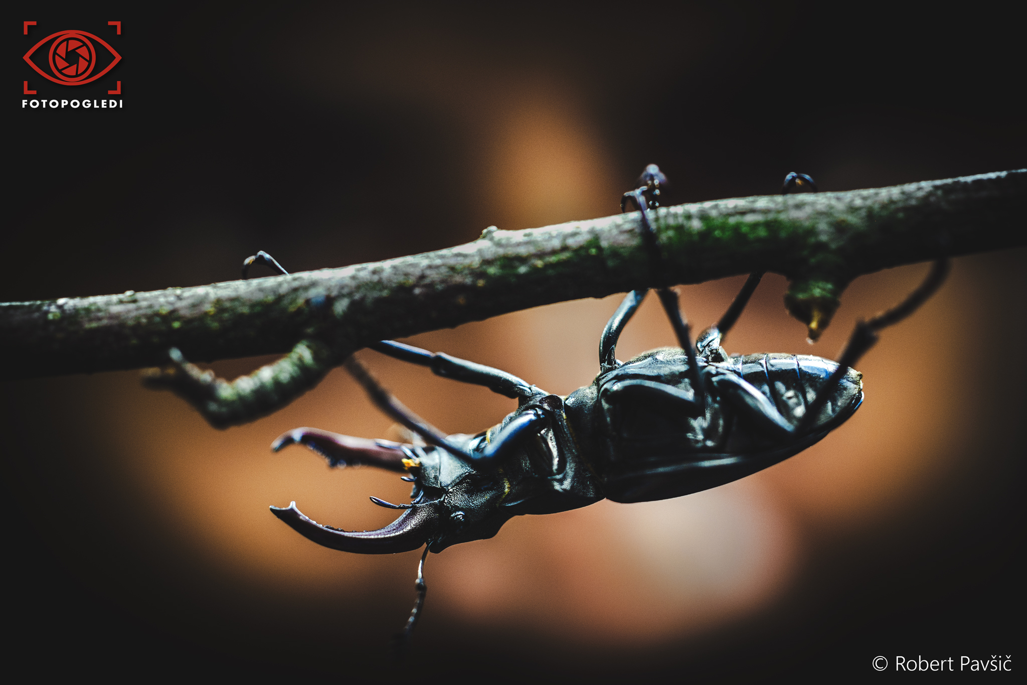 Lucanus Morgan Lucanus Cervus ART Edition by RP-Fotopogledi on DeviantArt