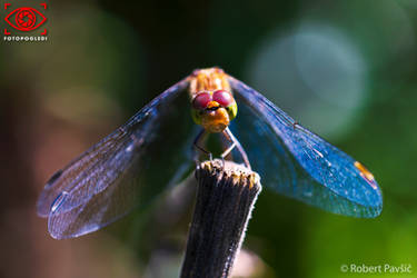 Dragonfly