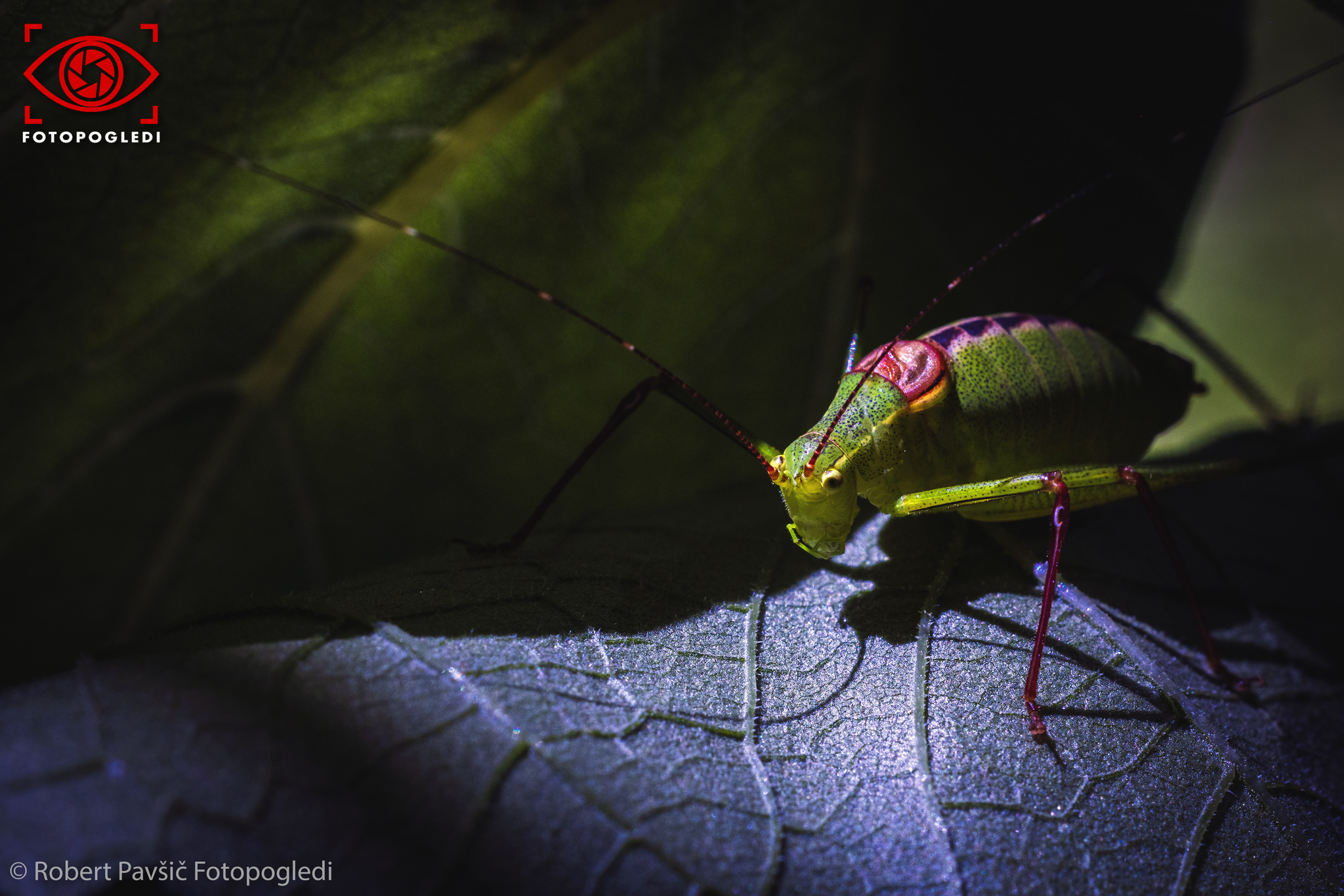 Cricket N 2108