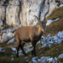 The Alpine ibex (Capra ibex)