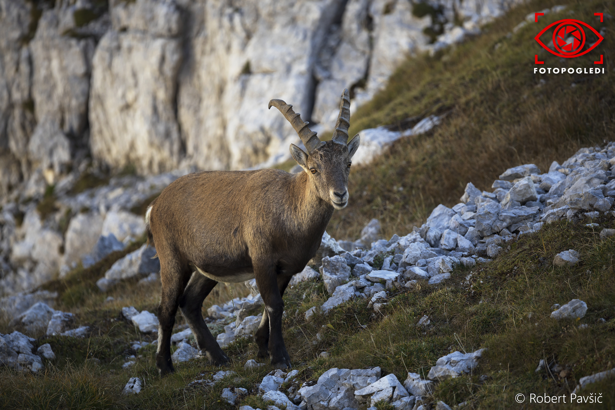 The Alpine ibex (Capra ibex)