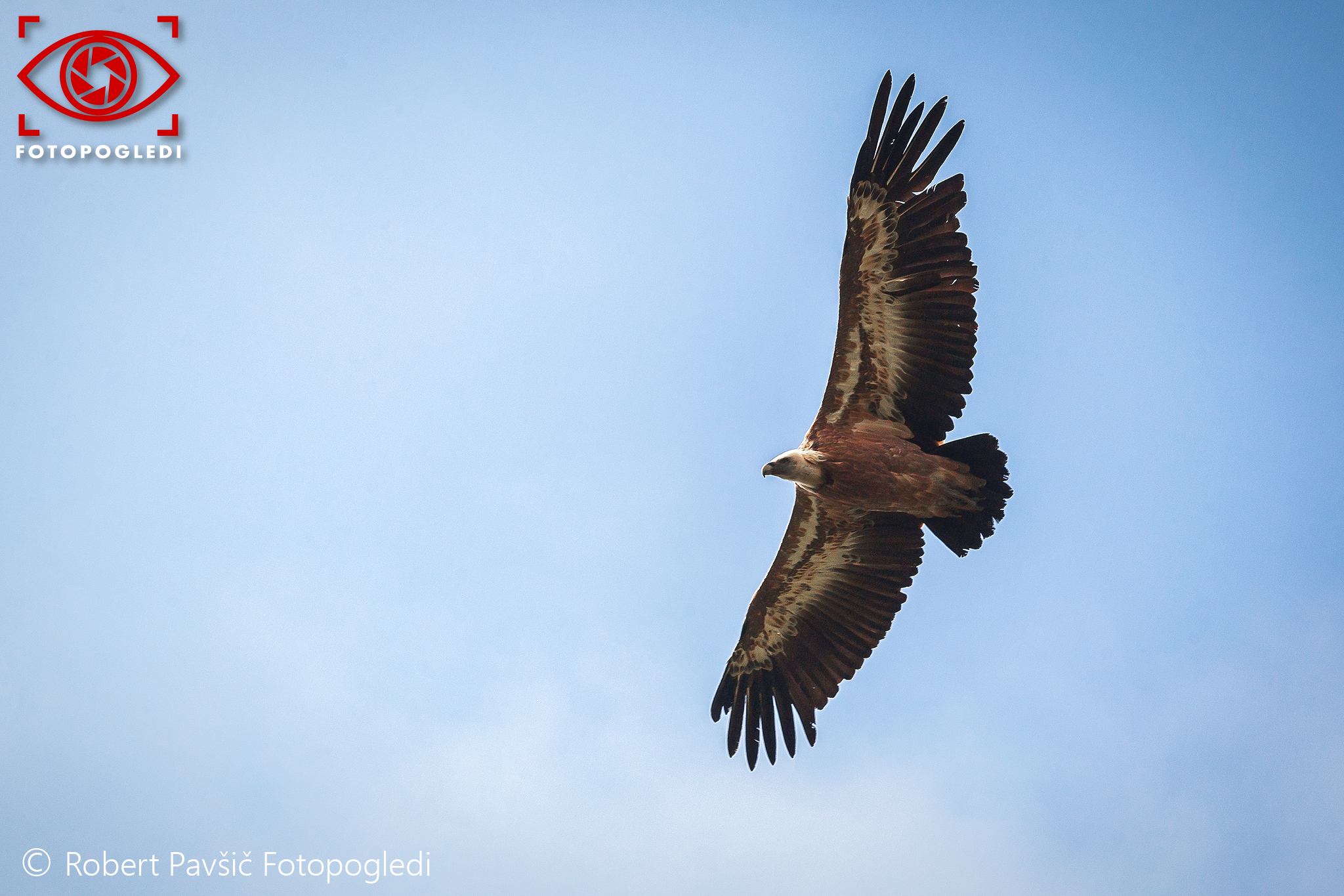 Eurasian Griffon Vulture (Gyps fulvus)