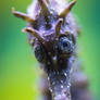 Hippocampus Tinder Portrait