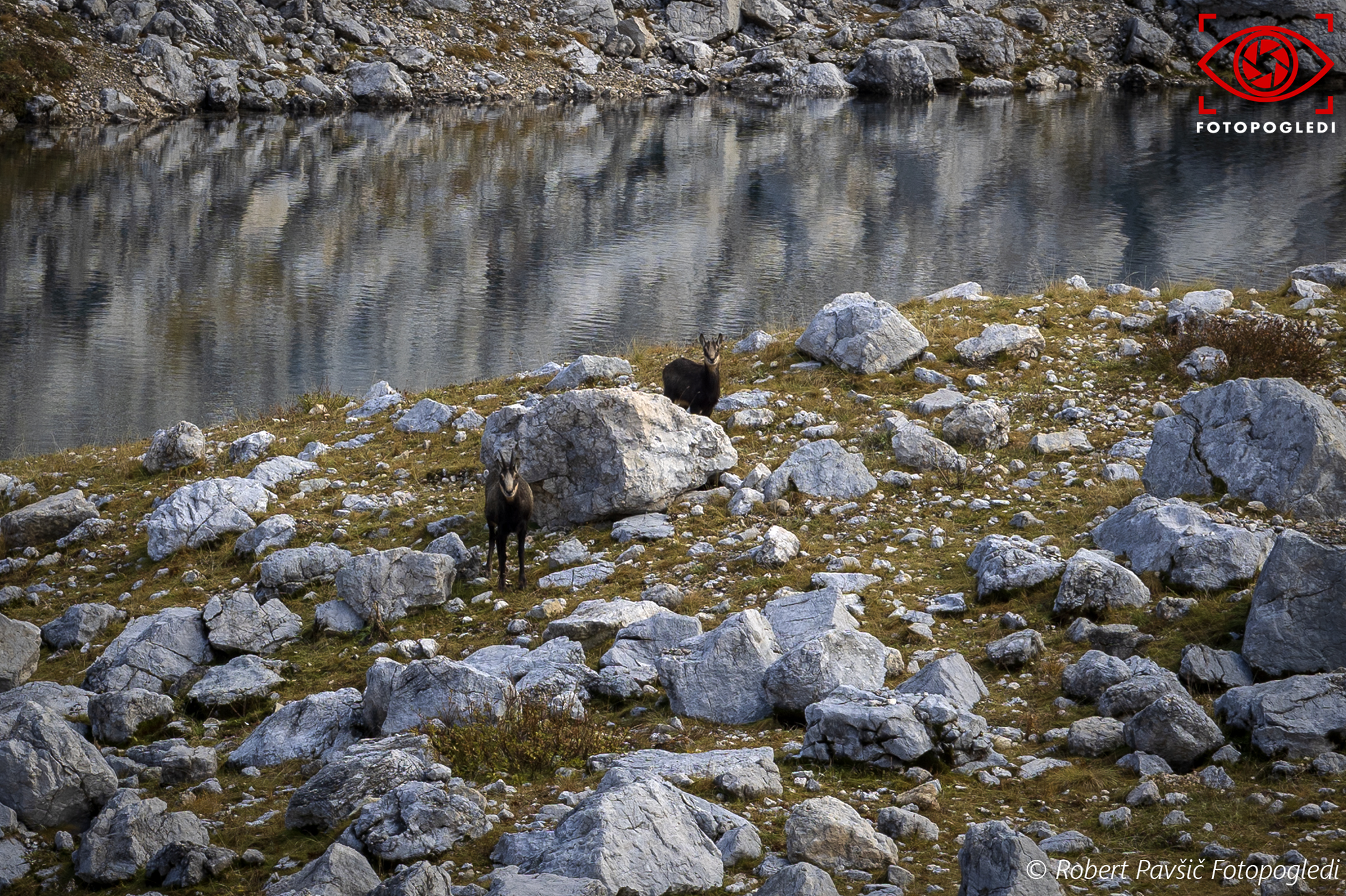 Alpine Wildlife - Rupicapra Rupicapra