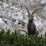 Alfa Capra Ibex