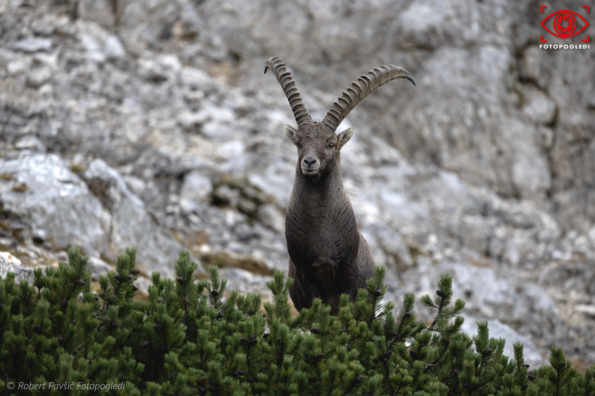 Alfa Capra Ibex