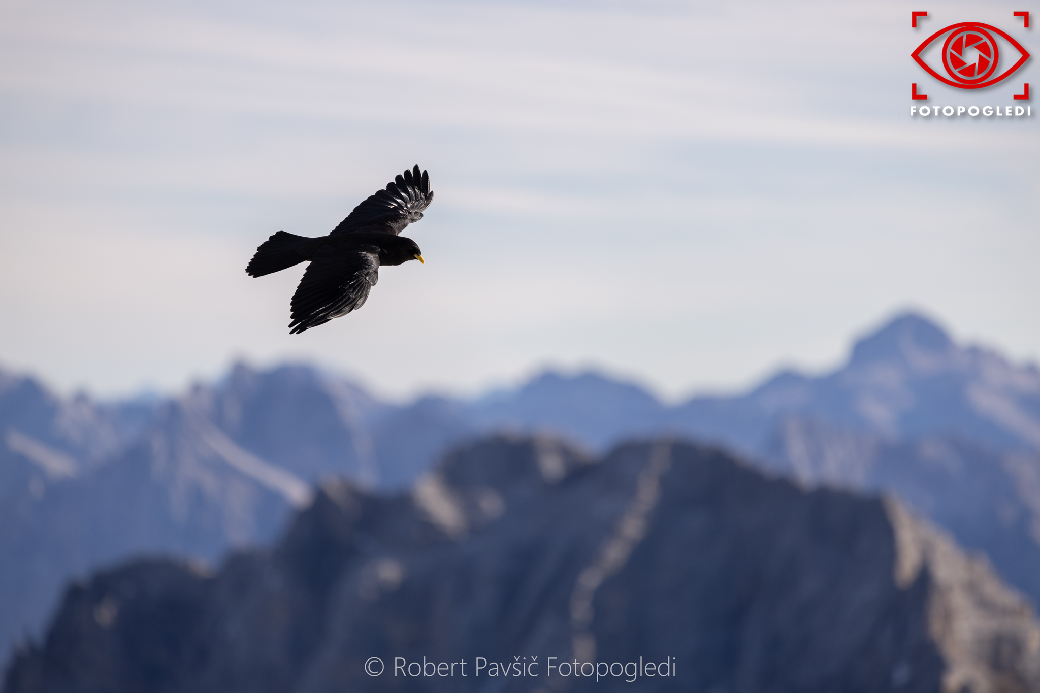 Pyrrhocorax Graculus pver Triglav mt.
