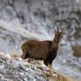 Capra Ibex Curiosity