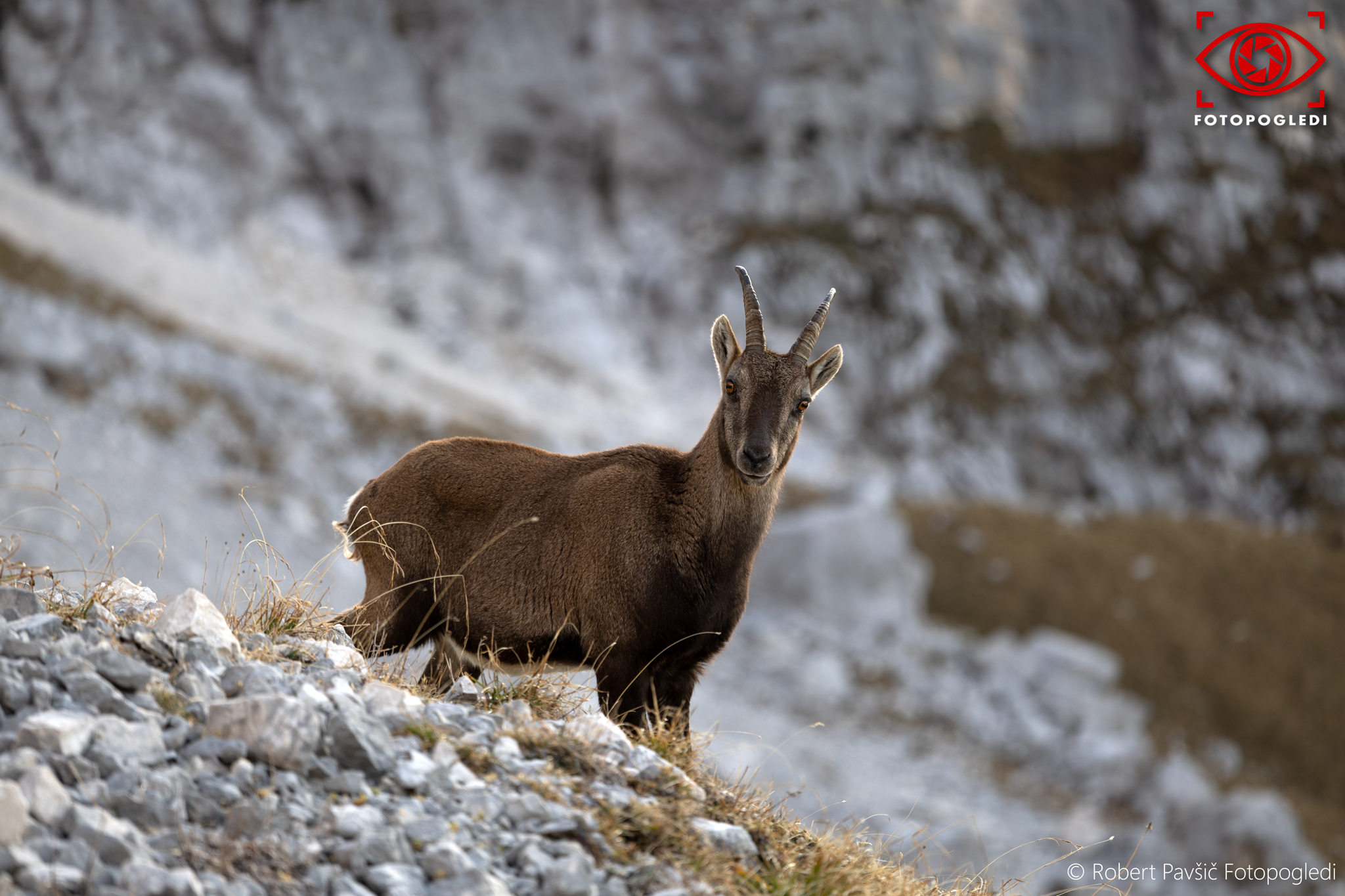 Capra Ibex Curiosity