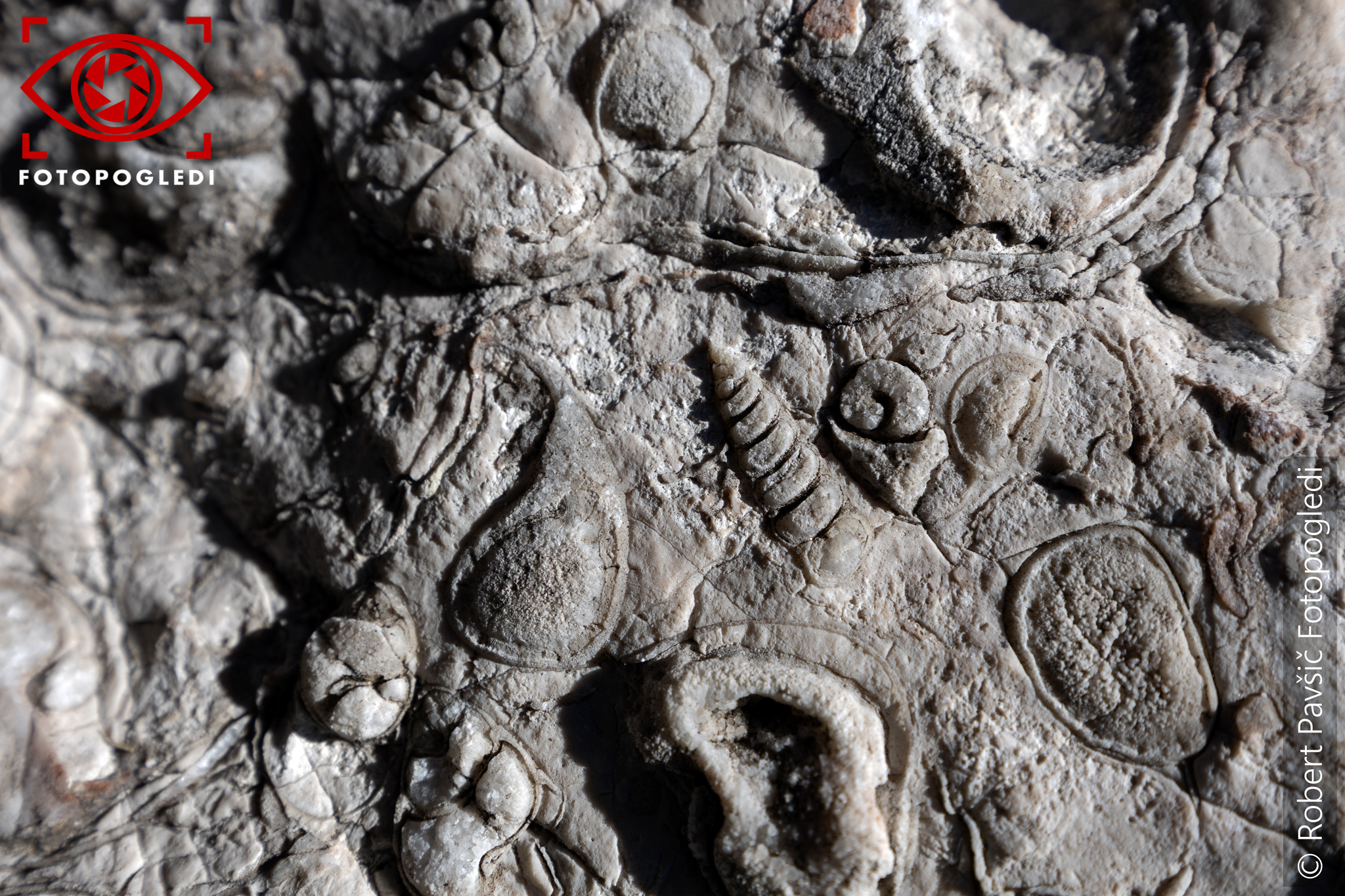 Paleontology Alpine Sea Shells