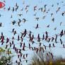 Migration Delight