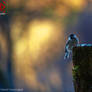 Birdwatcher Morning Delights