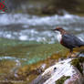 White-throated dipper (Cinclus cinclus)